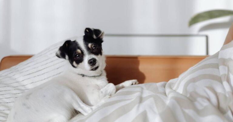 Como adestrar seu cão em casa e melhorar a convivência