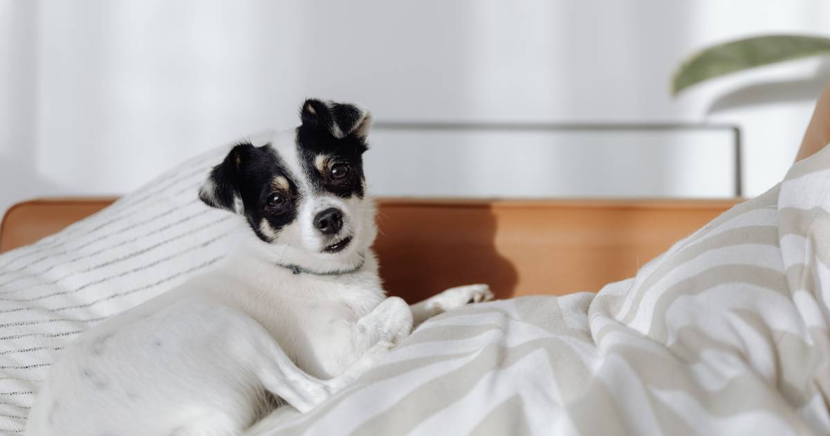 Como adestrar seu cão em casa e melhorar a convivência